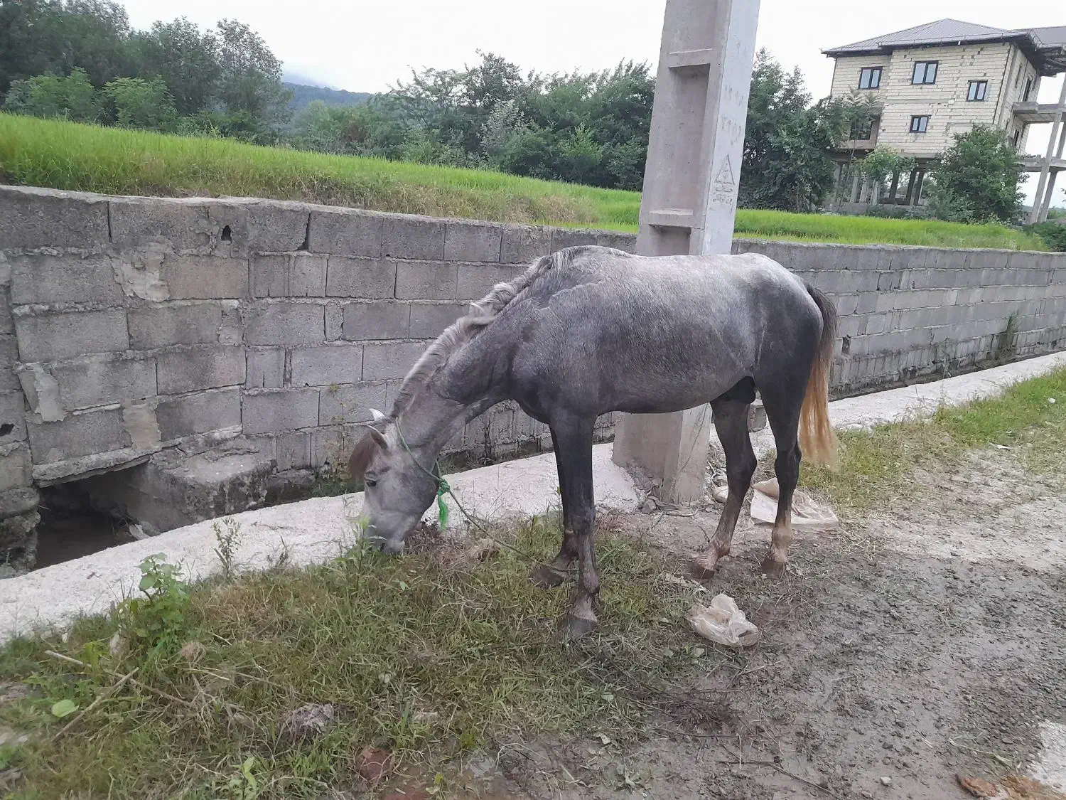 اسب جوان خوش رنگ قدبلند|اسب و تجهیزات اسبسواری|تنکابن, |دیوار