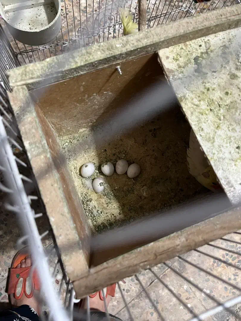 عروس هلندی نر و ماده مولد|پرنده|دوگنبدان, |دیوار