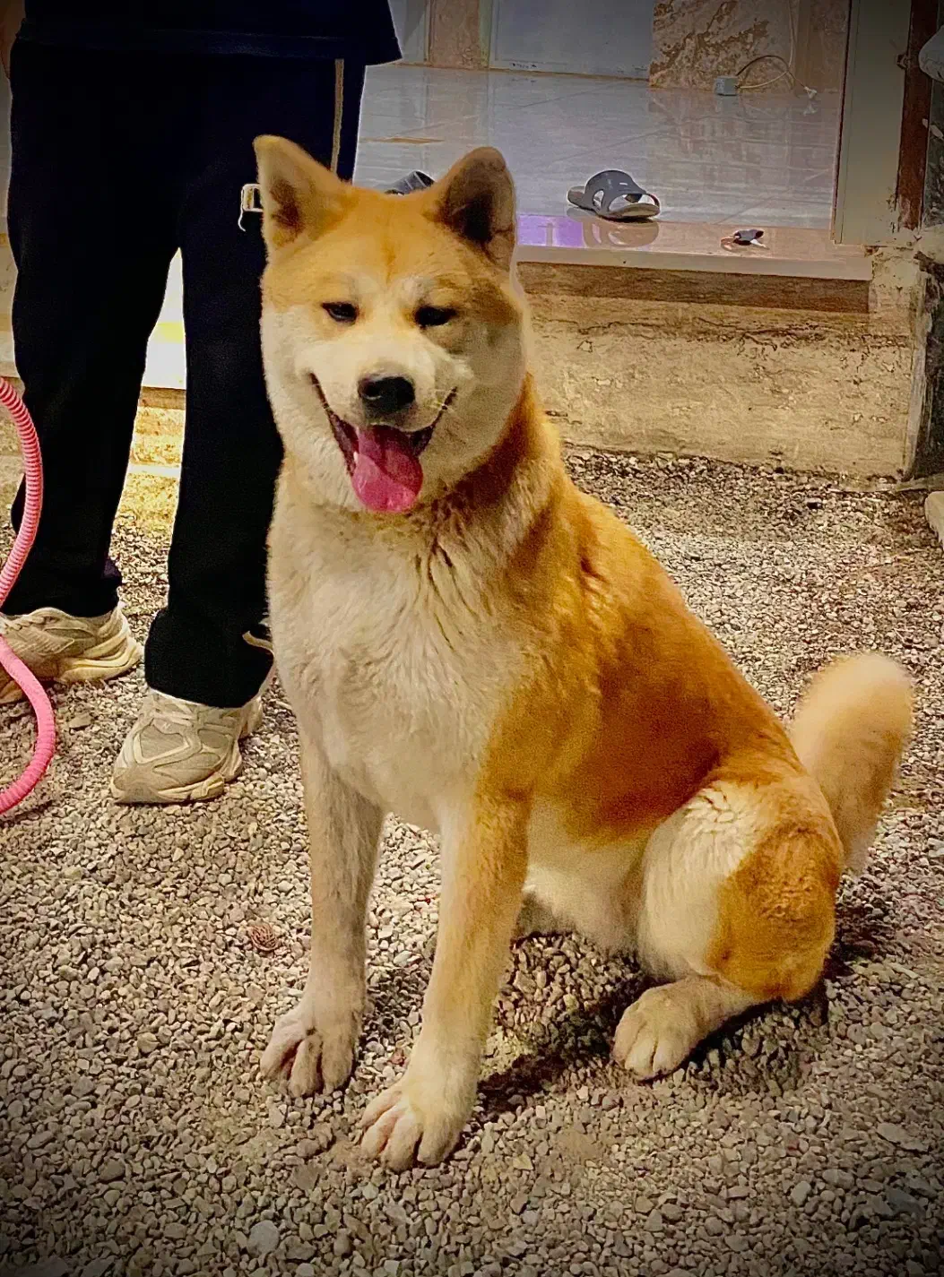 سگ آکیتا ژاپنی و ژرمن شیپرد|سگ|تهران, خاوران|دیوار