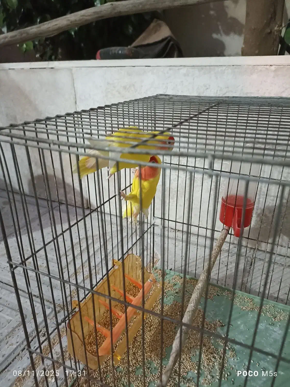 طوطی برزیلی|پرنده|جم, |دیوار