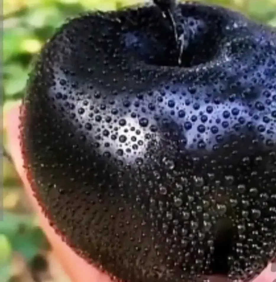 فروش نهال سیب میراکل|گل و گیاه طبیعی|تبریز, |دیوار