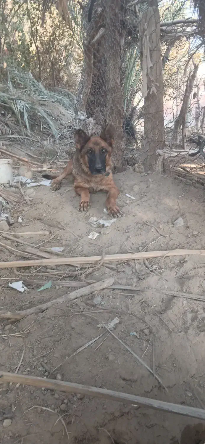 سگ ژرمن ماده|سگ|عنبرآباد, |دیوار