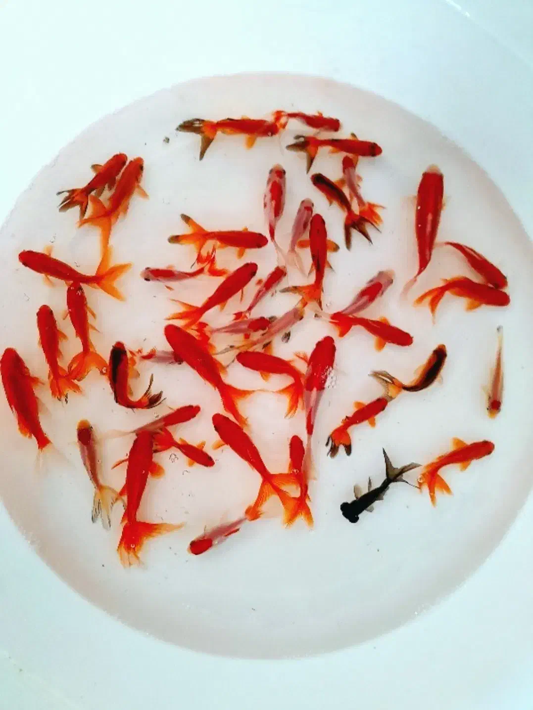 ماهی قرمز|ماهی|قم, نوقطار|دیوار