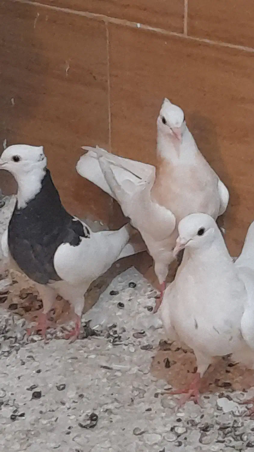 کبوترهای طوقی نروماده بفروش می رسد|پرنده|سوسنگرد, |دیوار