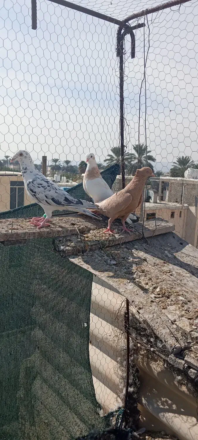 کبوتر|پرنده|جهرم, |دیوار