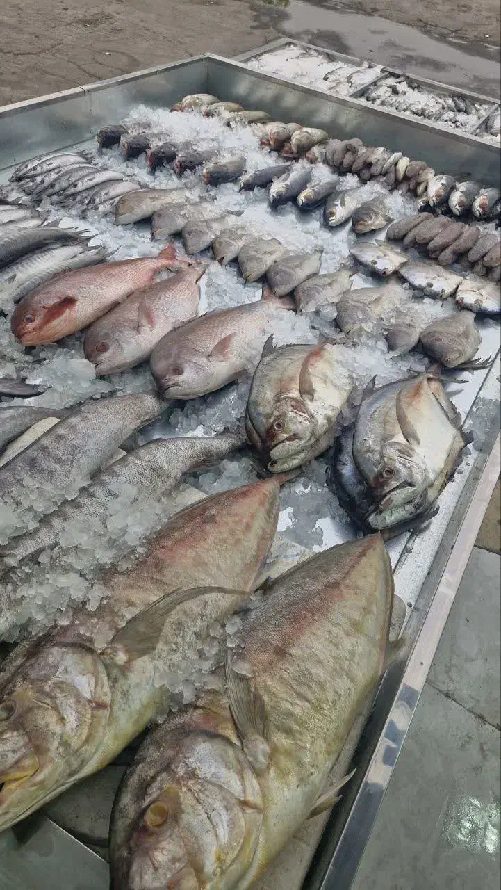 انواع ماهی‌های تازه و لذیذ پروتئین اقیانوس|خوردنی و آشامیدنی|قم, وادی السلام|دیوار