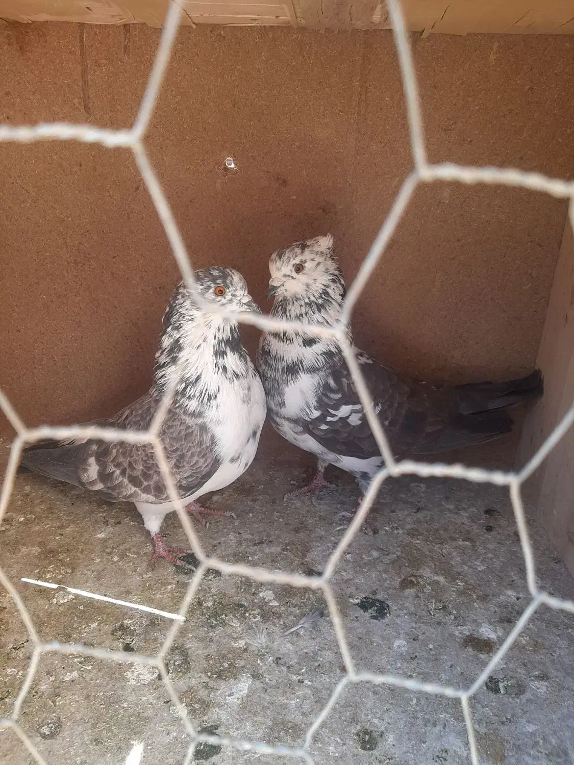 کبوتر پرشی|پرنده|گلپایگان, |دیوار