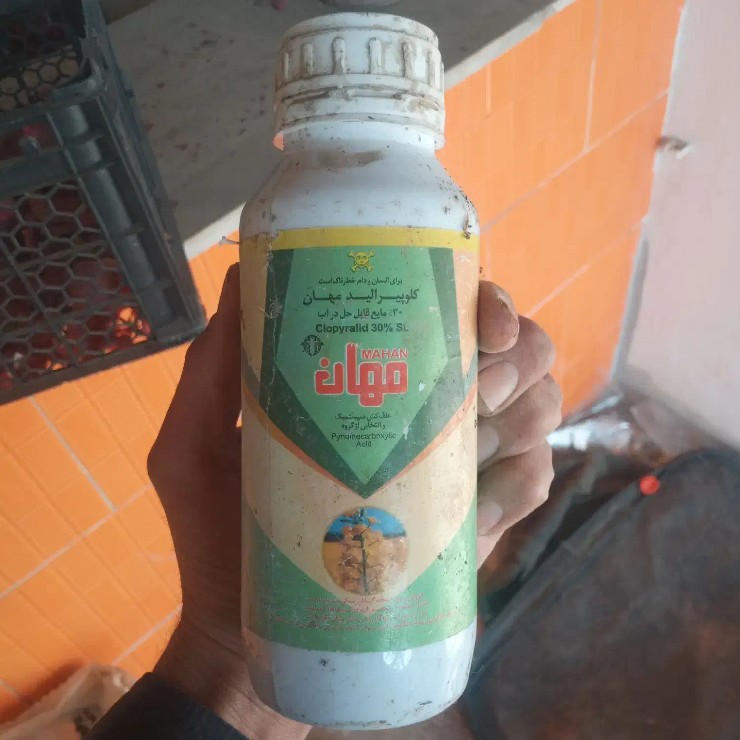 سم علف کشش|گل و گیاه طبیعی|بیستون, |دیوار