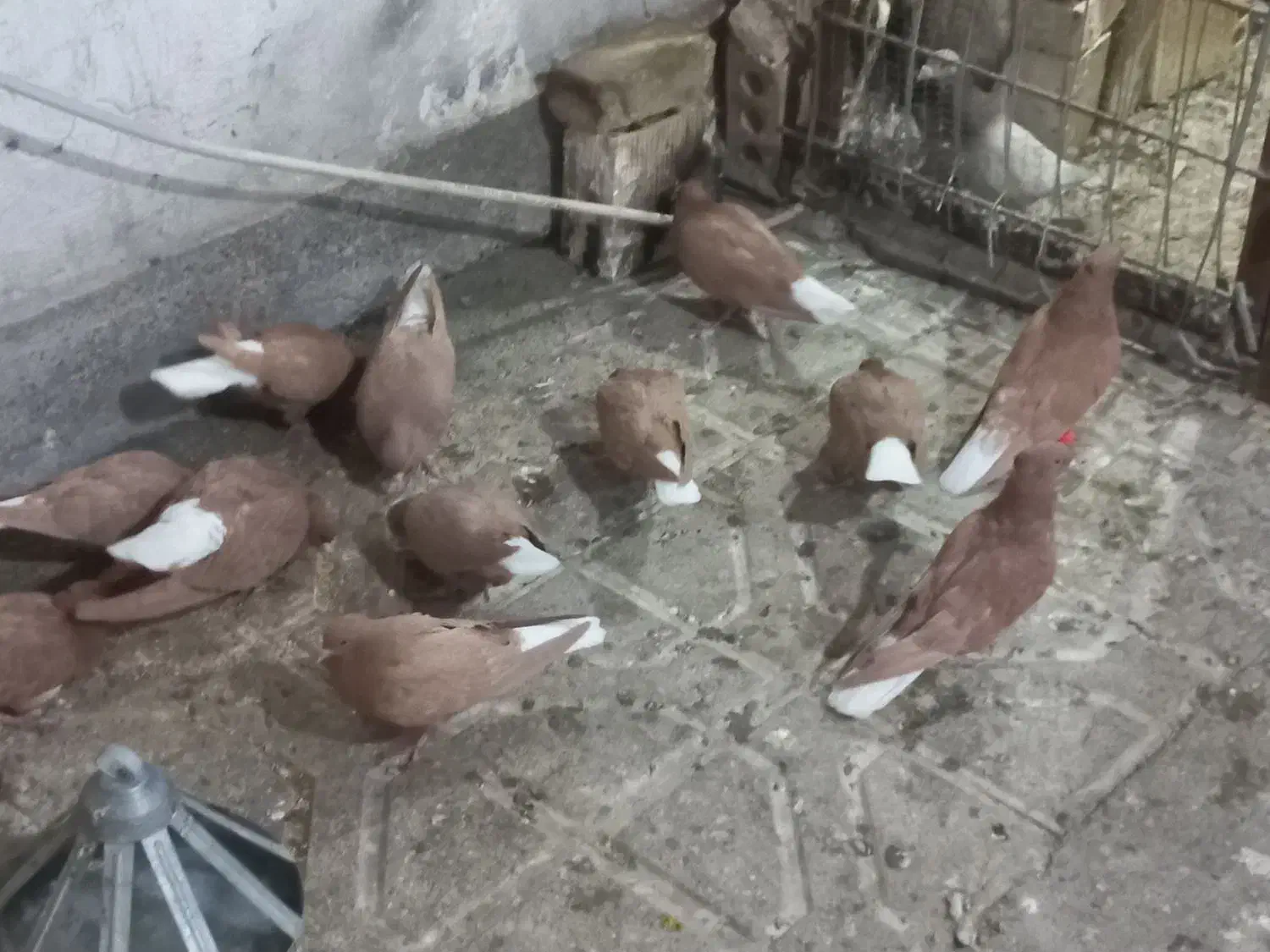 کفتر|پرنده|مشهد, شیرحصار|دیوار