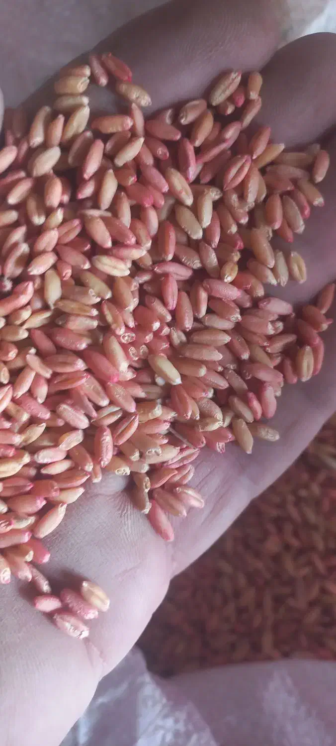 گندم بوجاری شده تمیز.|خدمات باغبانی و درختکاری|بیجار, |دیوار