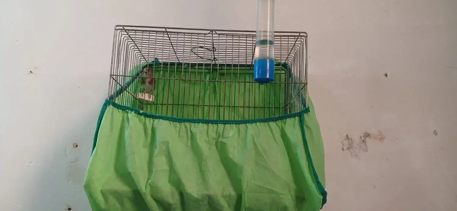 قناری سره|پرنده|خمینیشهر, |دیوار