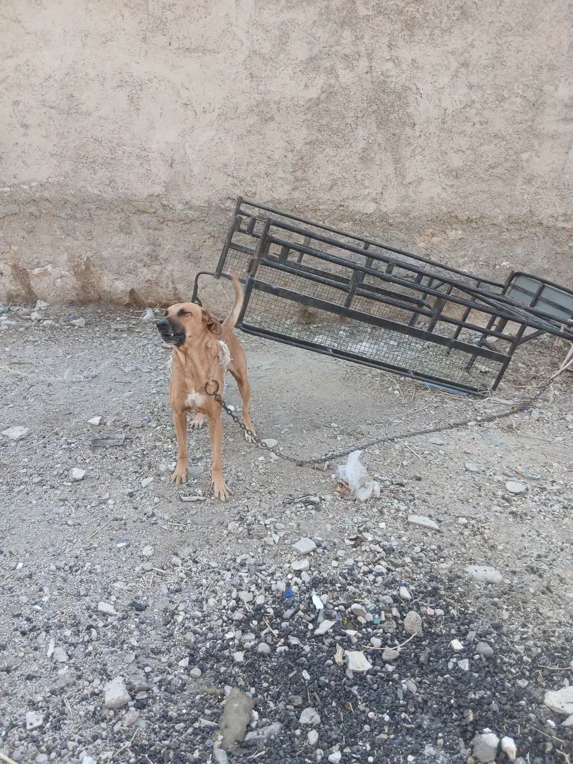 سگ.|سگ|خورموج, |دیوار