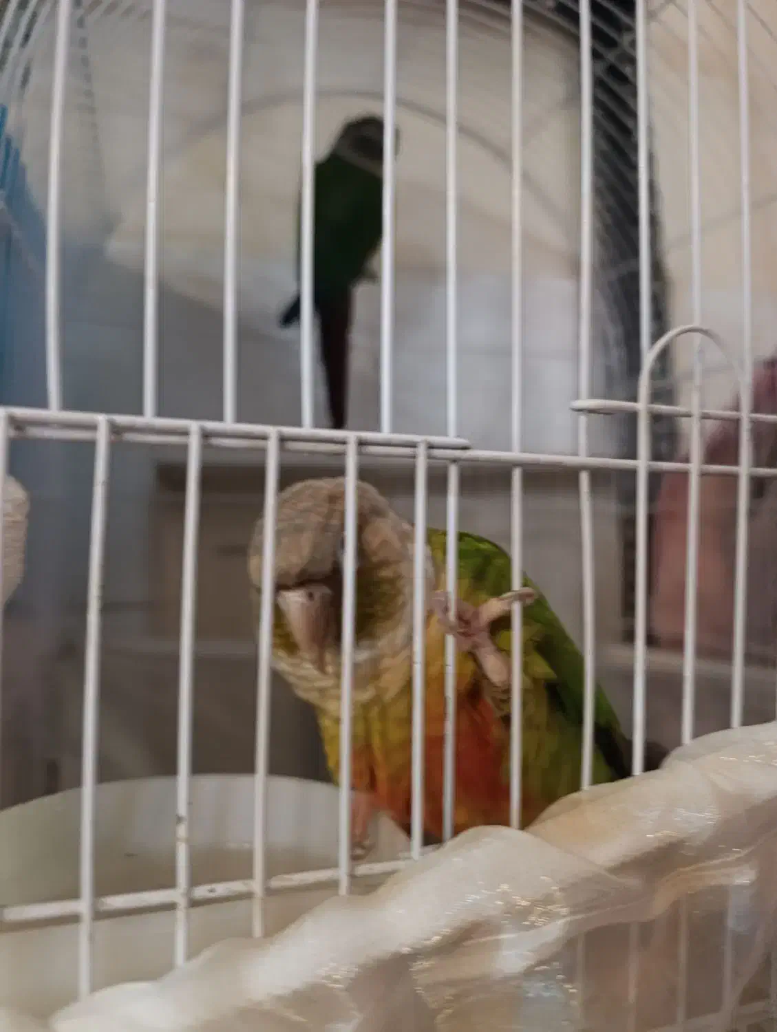 یک جفت گرینچیک|پرنده|قرچک, زیبا شهر|دیوار