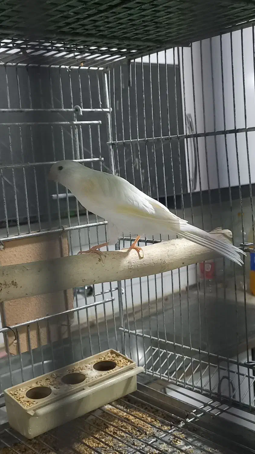 قناری نر و ماده|پرنده|اردکان, |دیوار