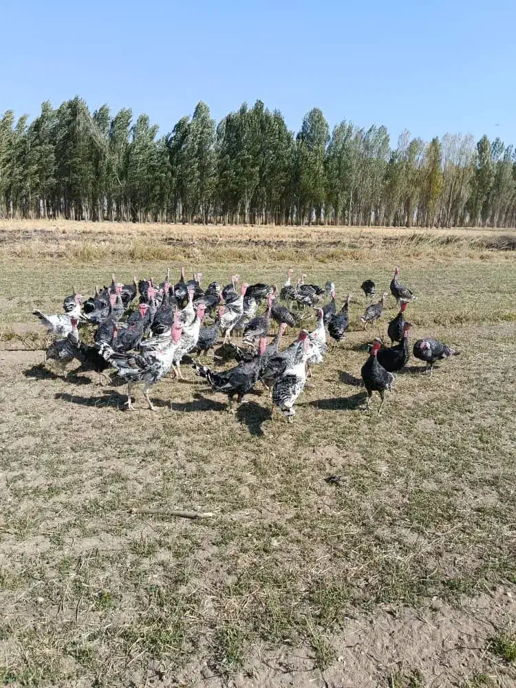 بوقلمون نر و ماده|حیوانات مزرعه|شیروان (لرستان), |دیوار