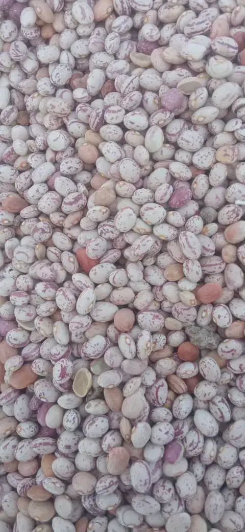 لوبیا چیتی|خوردنی و آشامیدنی|سده (فارس), |دیوار