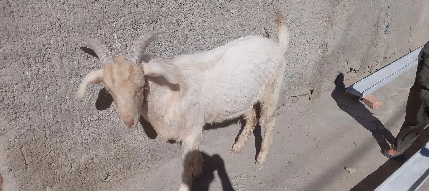 بزسانن|حیوانات مزرعه|پشتکوه (سیستان و بلوچستان), |دیوار