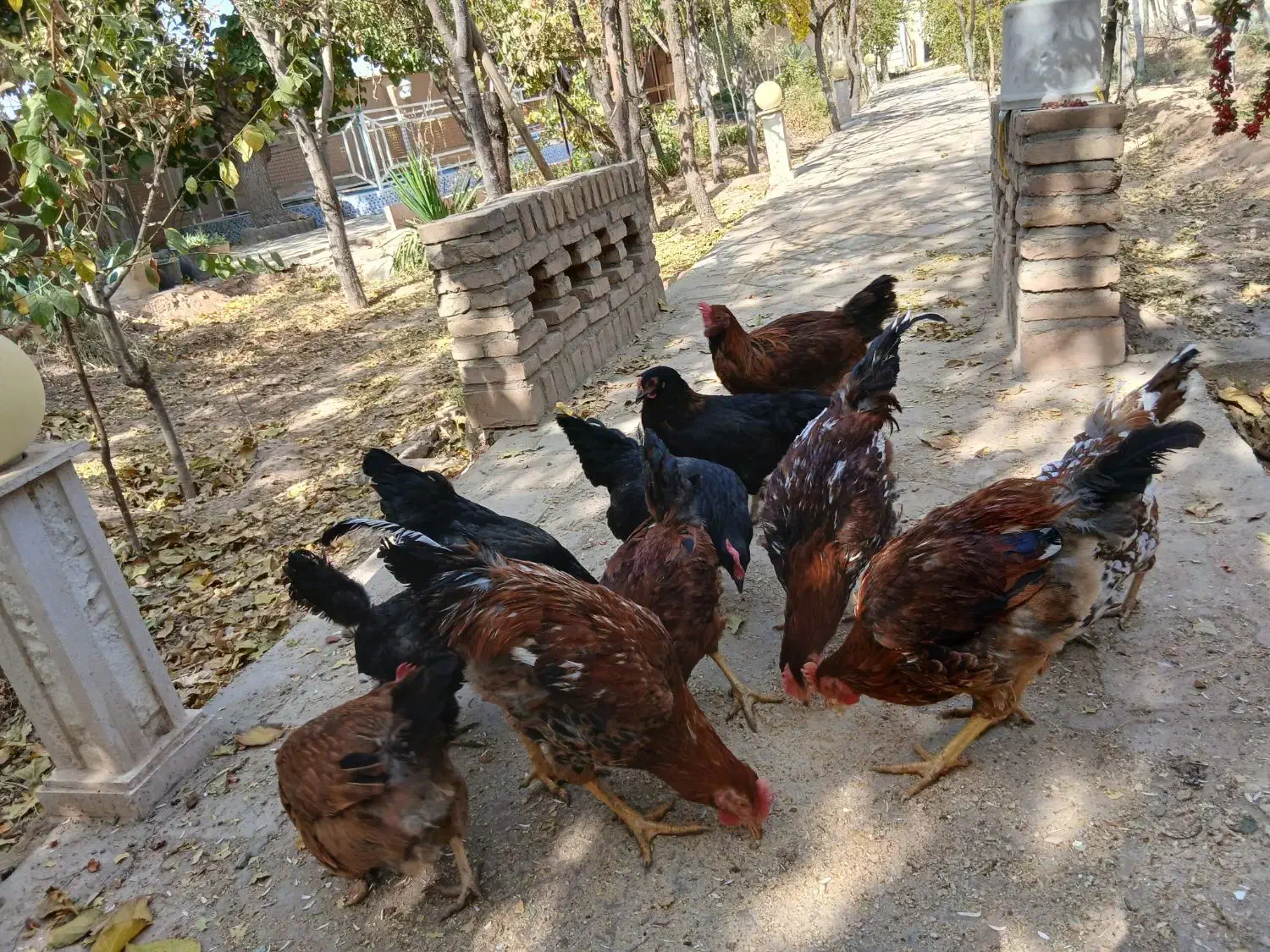 تعداد مرغ خروس هشت ماهه تازه  به تخم|حیوانات مزرعه|قائن, |دیوار