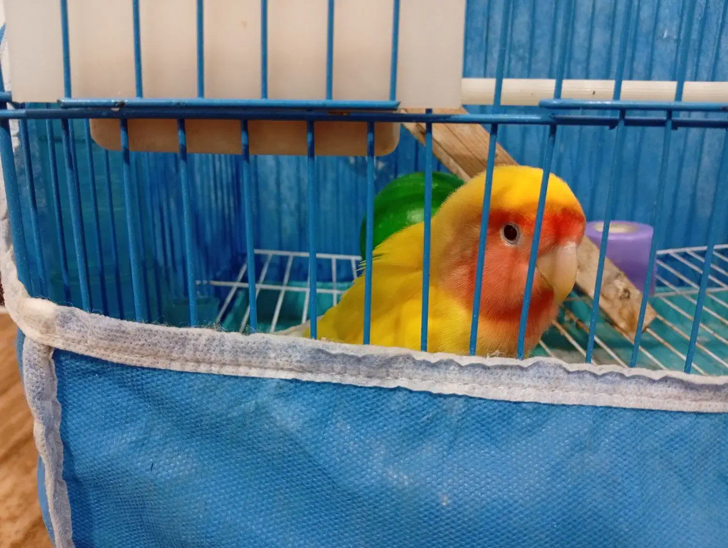 طوطی برزیلی سخنگو|پرنده|رشت, شالکو|دیوار