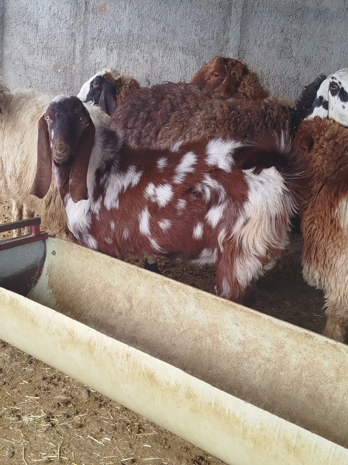 تعدادی بز نژاد دار فروش تا فردا فقط|حیوانات مزرعه|مهران (ایلام), |دیوار