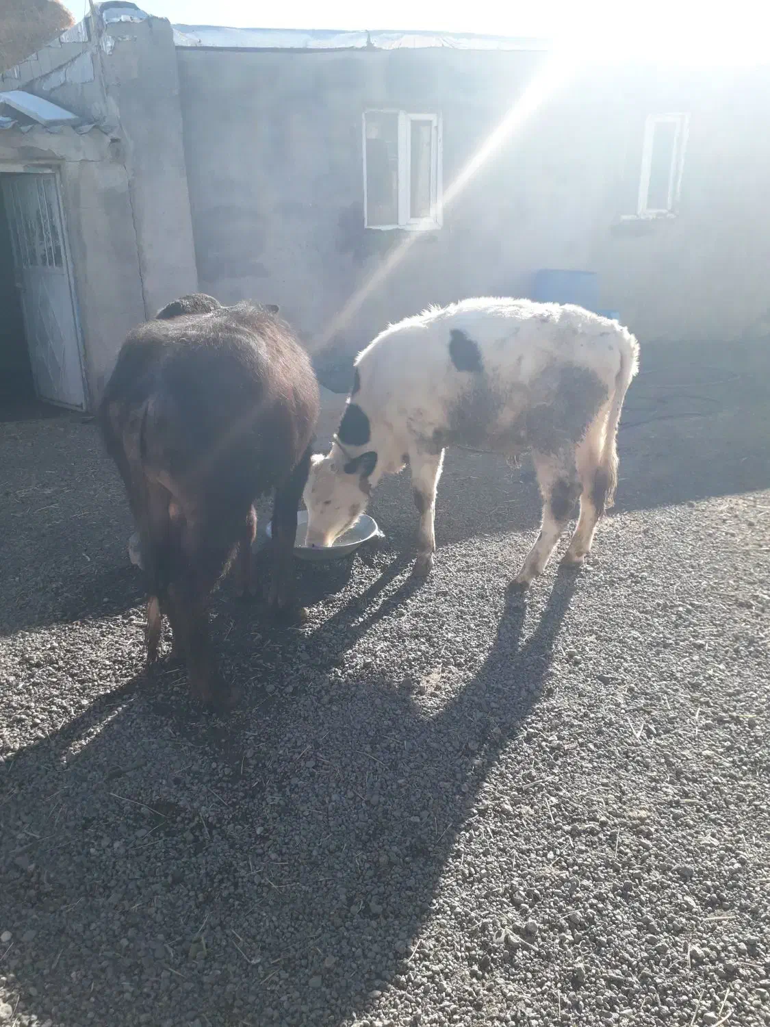 باسلام‌‌‌گاومیش‌نر‌وگوساله‌نرسیمنتال‌|حیوانات مزرعه|کوراییم, |دیوار