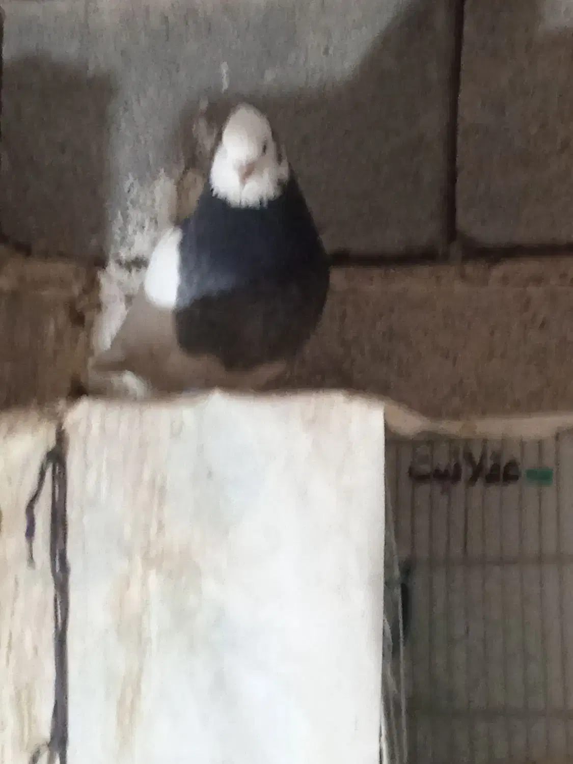 جفت طوقی|پرنده|ارسنجان, |دیوار