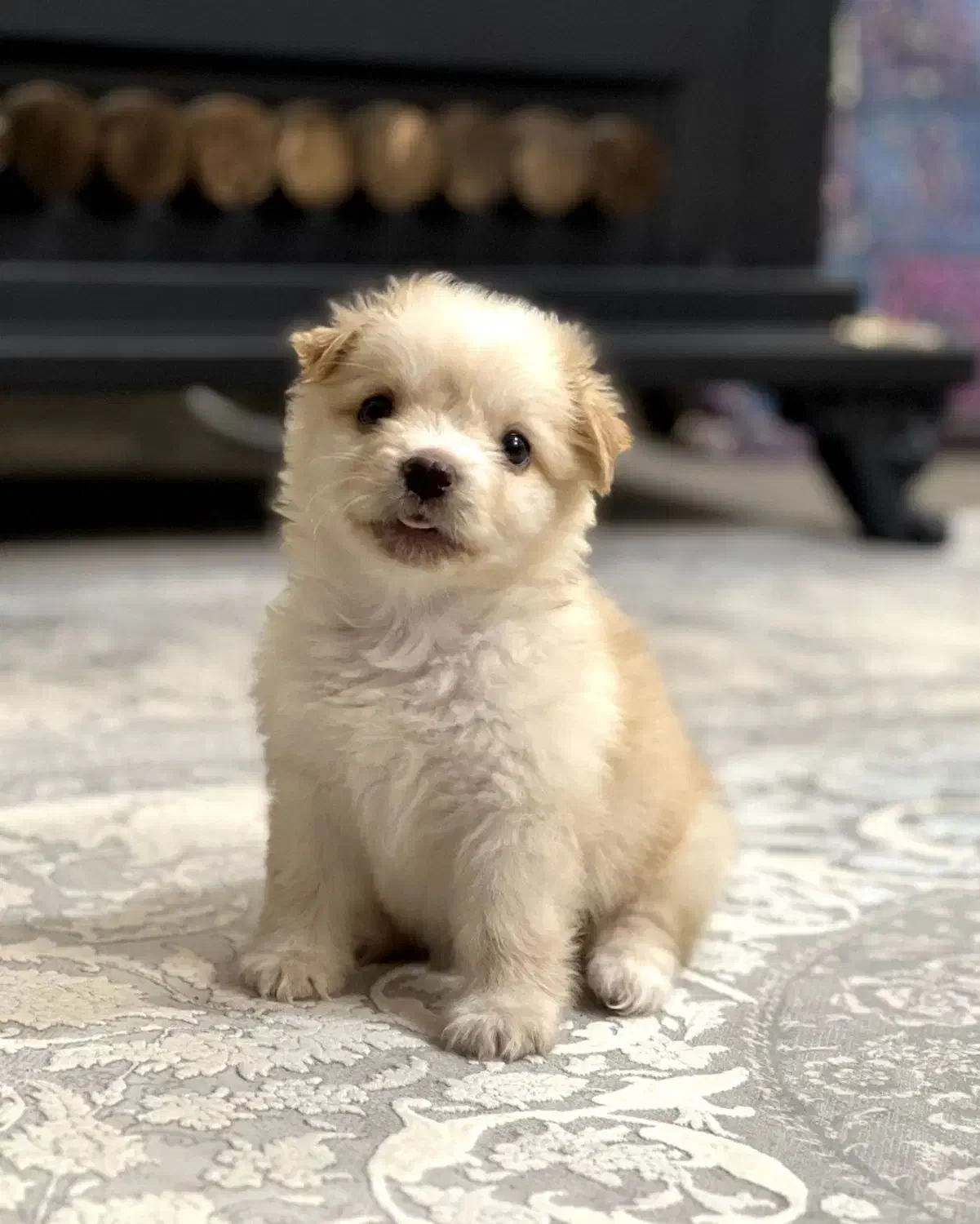 سگ پامر|سگ|نیشابور, گمنام غربی|دیوار