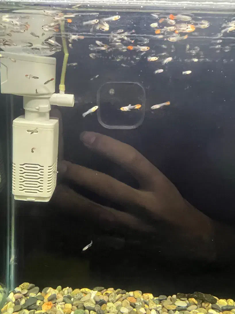 گوپی کوی|ماهی|مشهد, امامیه (شهرک غرب)|دیوار