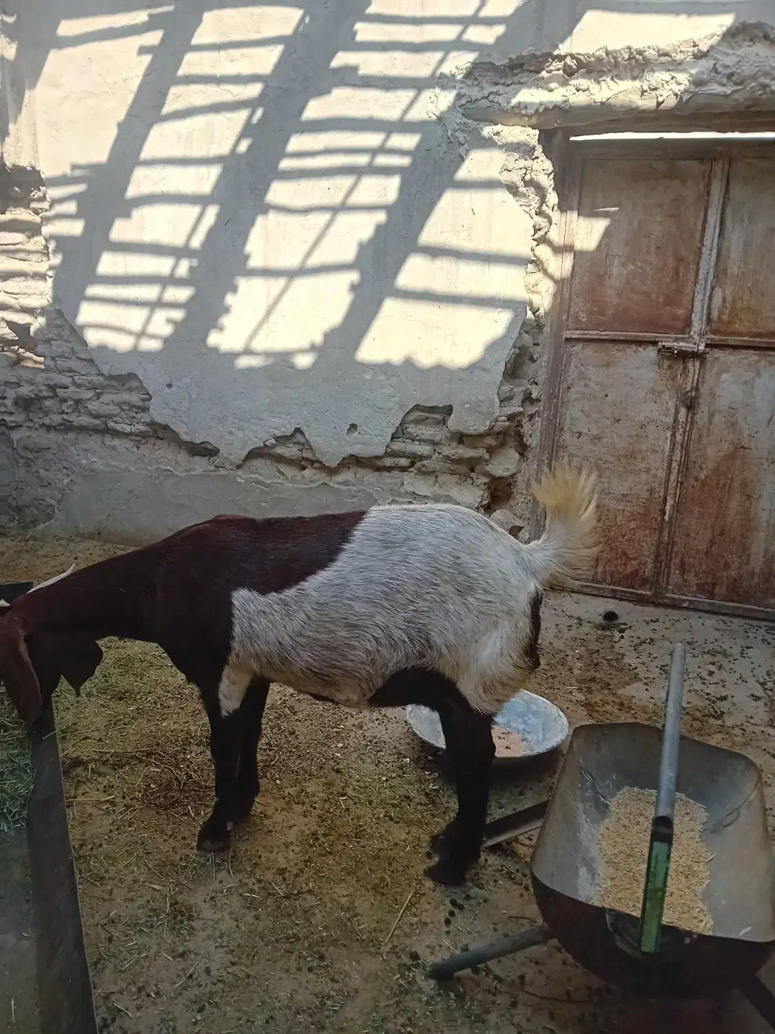 بز داشتی وگوشتی|حیوانات مزرعه|صحرای باغ, |دیوار