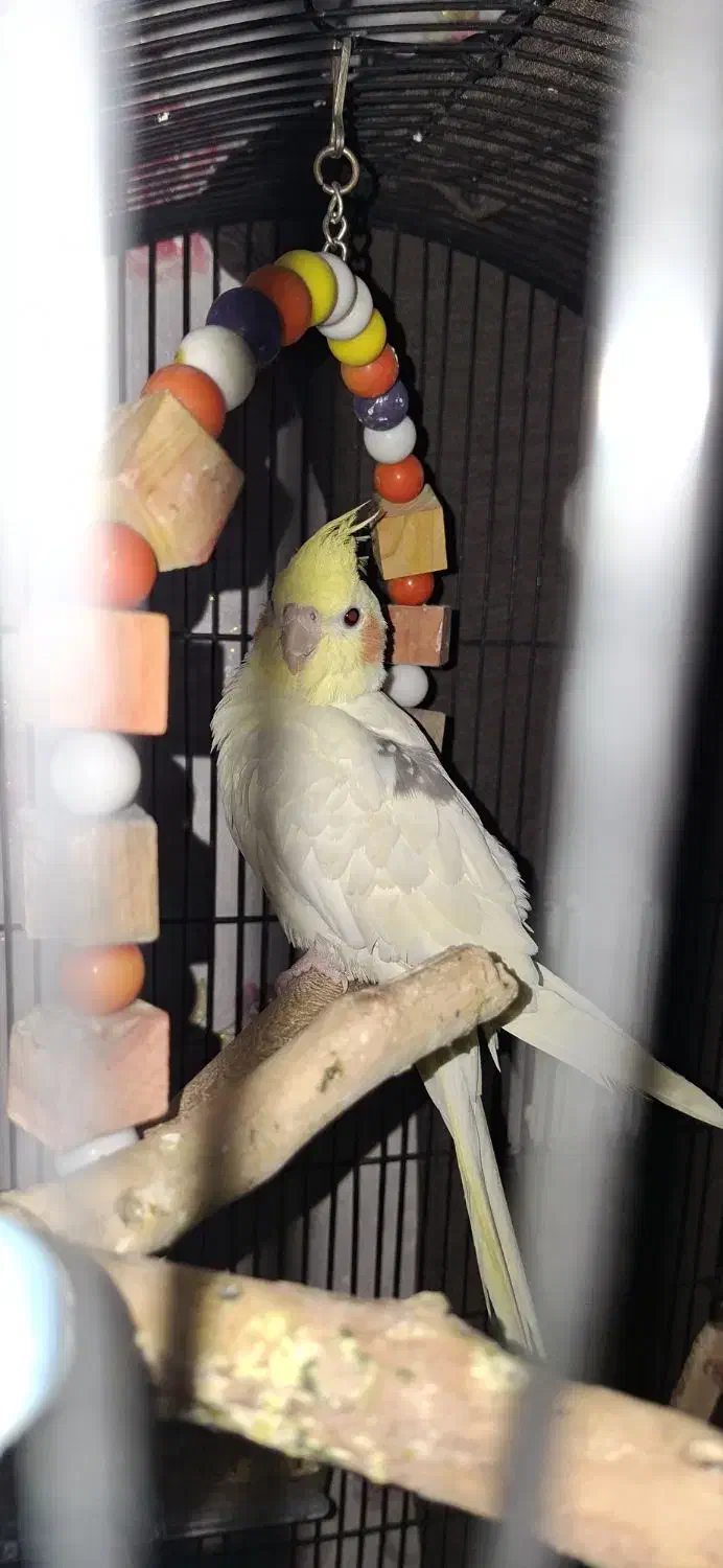 طوطی عروس نر دوکت تک خال|پرنده|رباطکریم, رباطکریم|دیوار