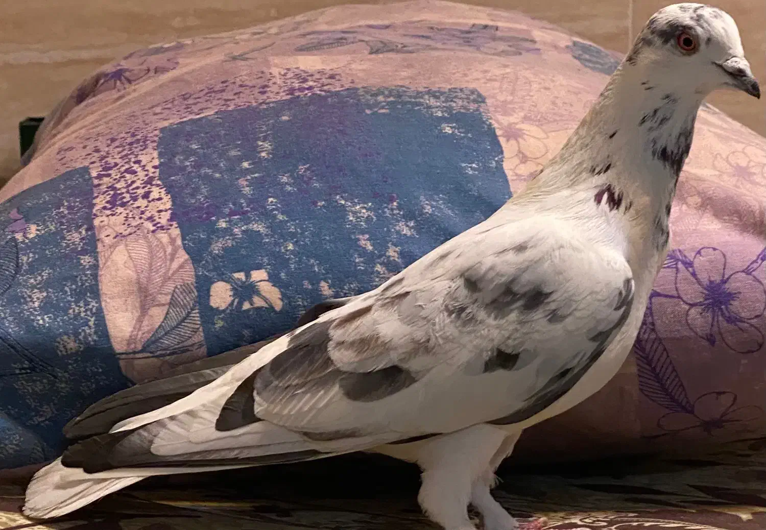 کفتر دم سفید ماده|حیوانات|زنجان, |دیوار