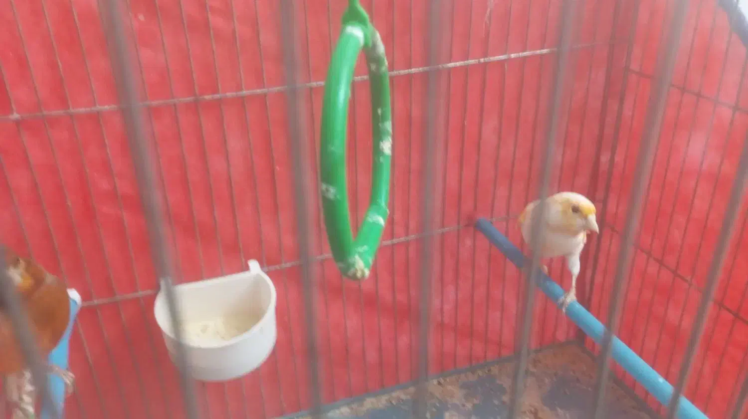 فروش دو عدد قناری نر ماده|پرنده|بروجرد, |دیوار