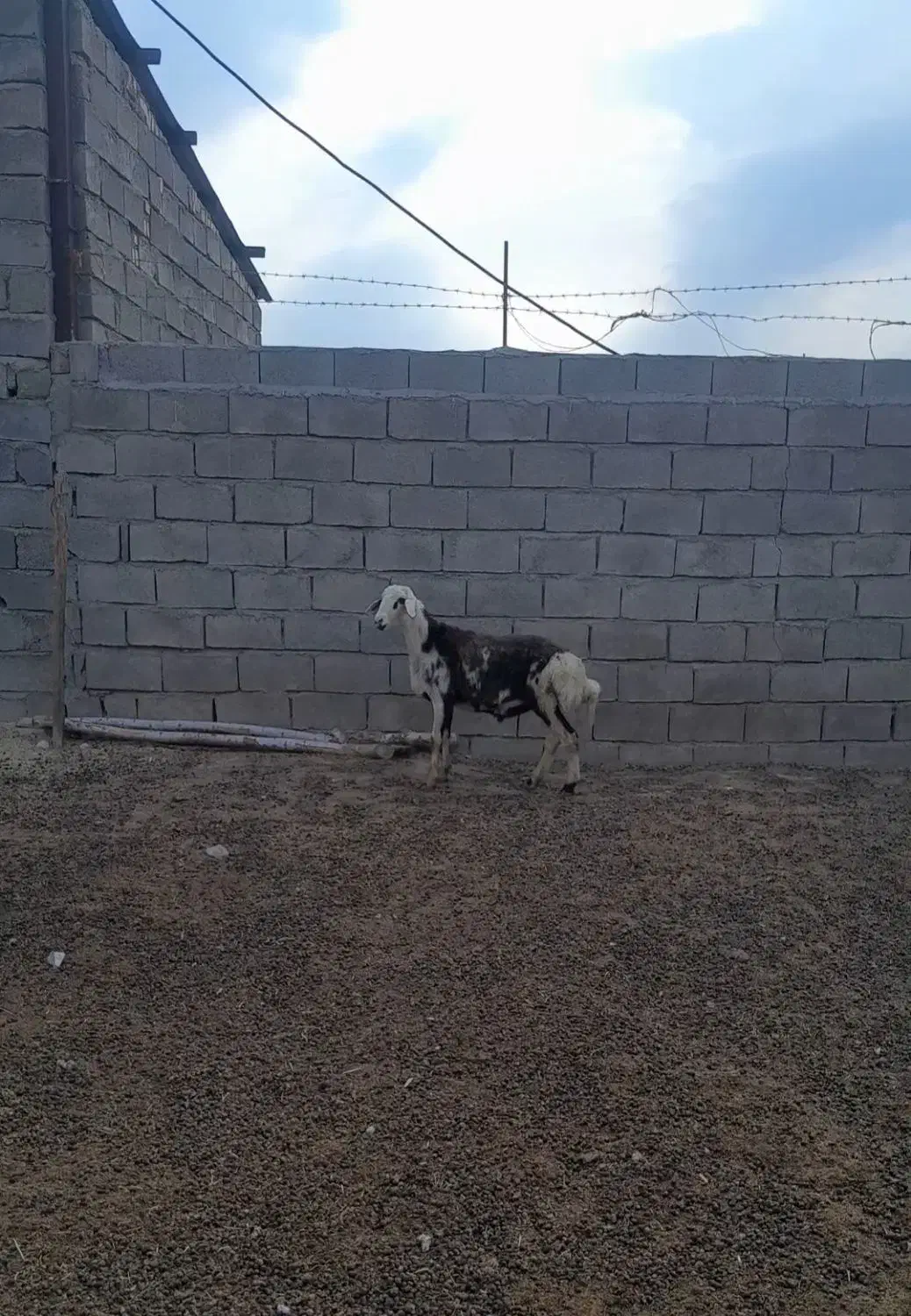 بره قوچ پلنگی|حیوانات مزرعه|بروجرد, |دیوار