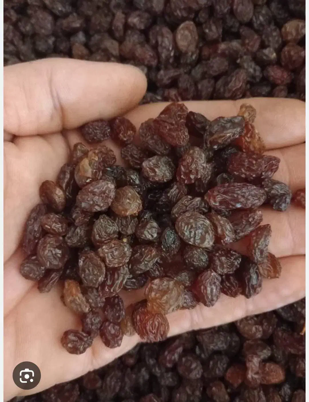 کشمش آفتابی پاک شده  کارتنی ۹ کیلویی|عمده‌فروشی|تاکستان, |دیوار