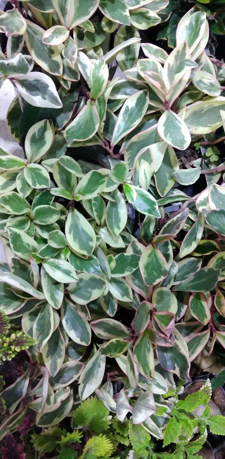 گل آپارتمانی آدنیوم حسن یوسوف پسونیا قاشقی شرابی|گل و گیاه طبیعی|شیراز, شیخ علی چوپان|دیوار