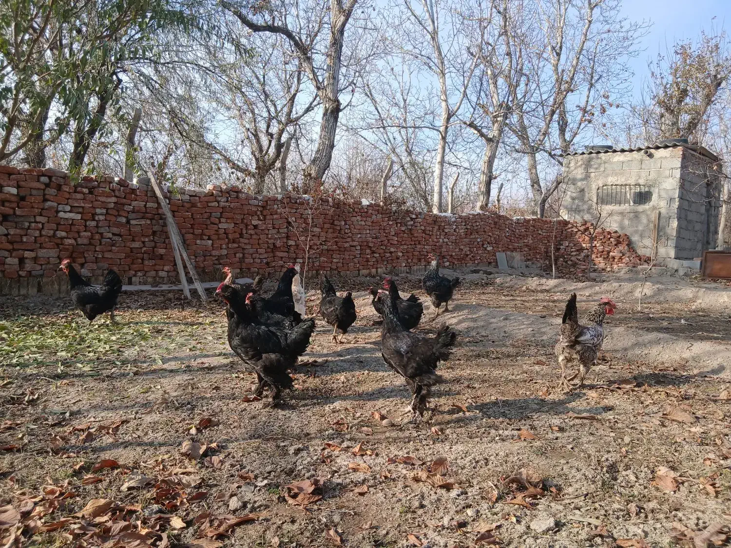 مرغ مرندی|حیوانات مزرعه|آذرشهر, |دیوار