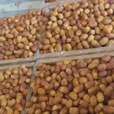 خرمای زاهدی درجه 1 صادراتی|خوردنی و آشامیدنی|شیراز, شهرک امیر کبیر|دیوار