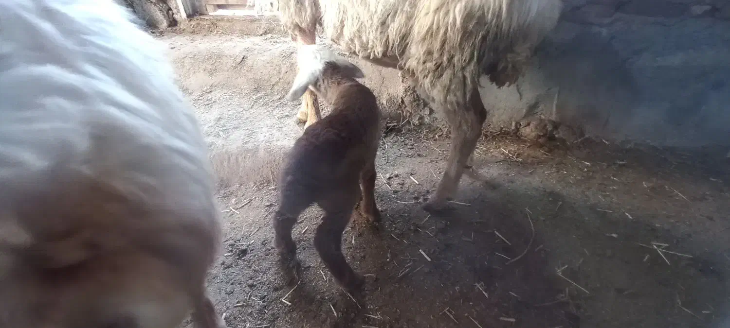 بره با کوسفند|حیوانات مزرعه|مشگین شهر, |دیوار