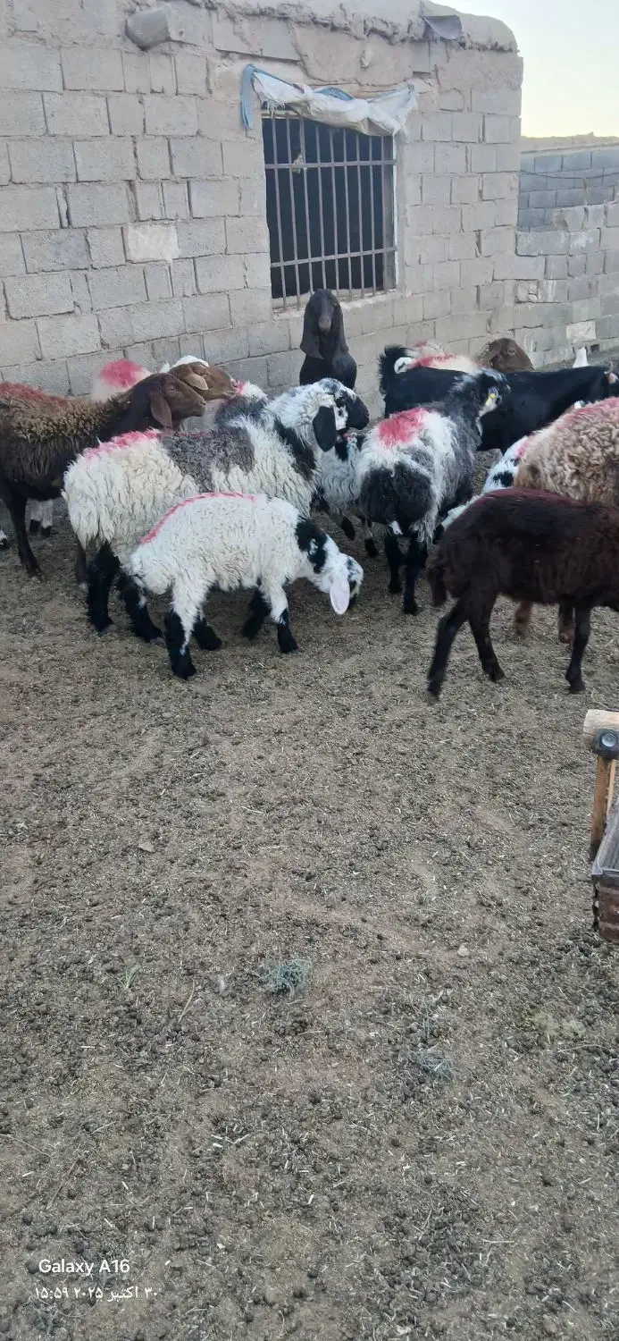 میش زاییده|حیوانات مزرعه|خواف, |دیوار