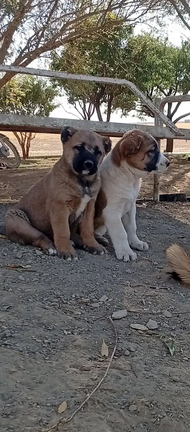 توله سراب عراقی|سگ|باقرشهر, |دیوار