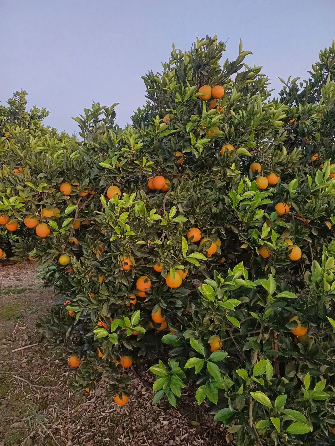 فروش تامسون درجه یک|عمدهفروشی|ساری, |دیوار