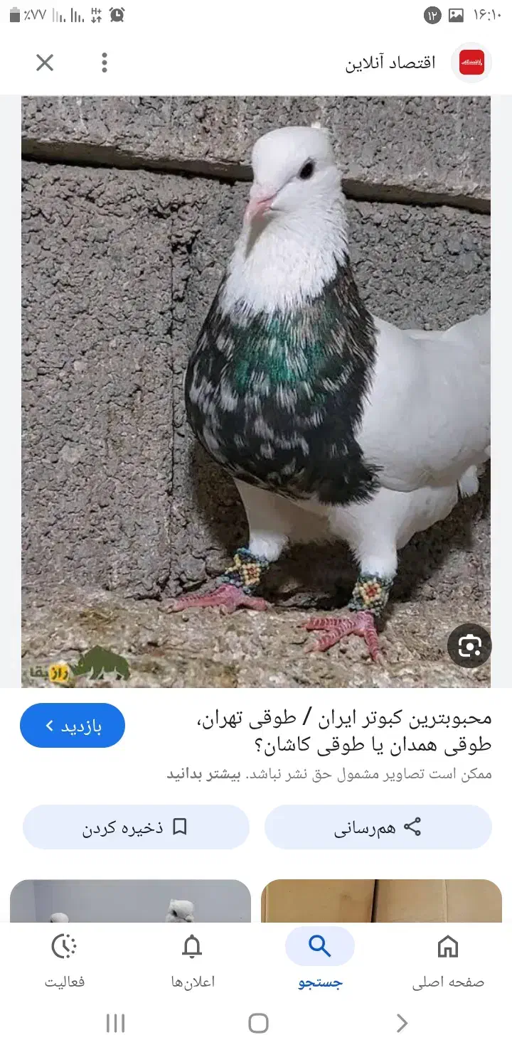 مرغ عشق کبوتر گمشده|حیوانات|رامهرمز, |دیوار