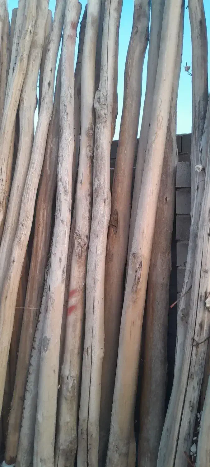 چوپ سالم|خدمات باغبانی و درختکاری|فیروزآباد (آذربایجان), |دیوار