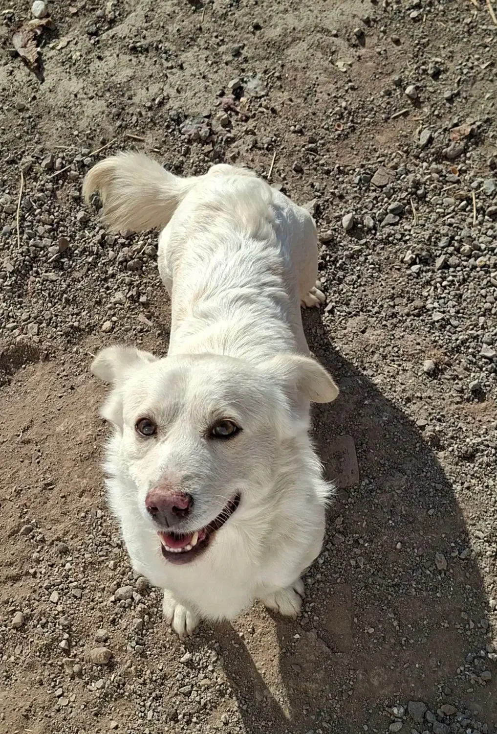 سگ پا کوتاه|سگ|اشتهارد, |دیوار