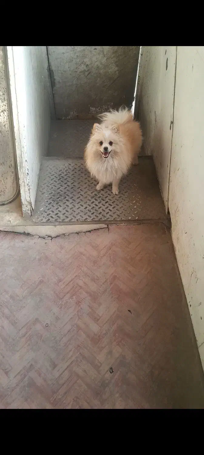 پامر|سگ|بومهن, |دیوار