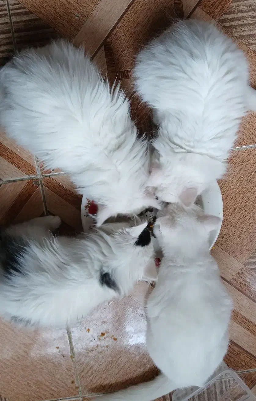 واگذاری گربه|گربه|ارومیه, |دیوار