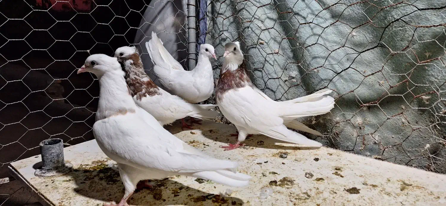 سه عدد طوقی|پرنده|آبدانان, |دیوار