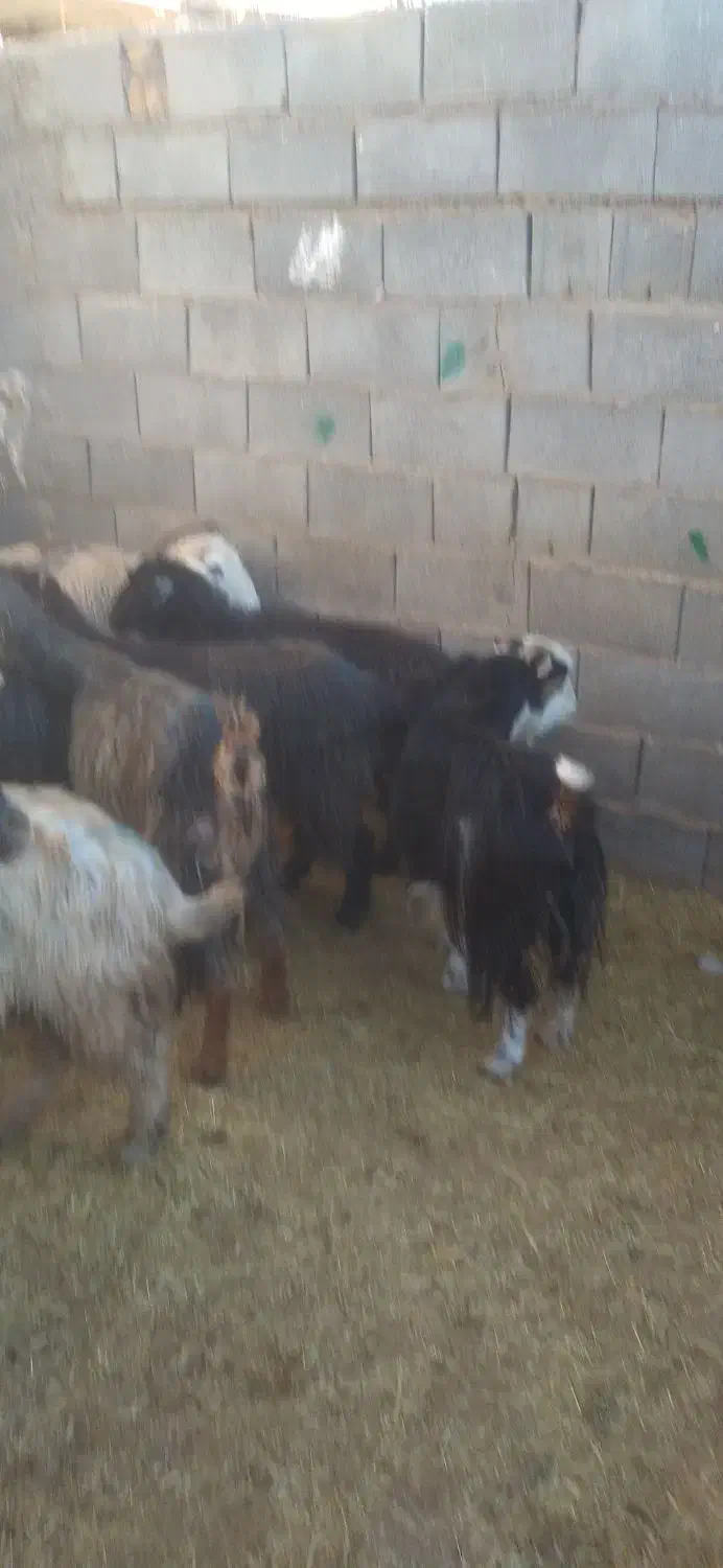 ۱۱راس بزجوان آبستن سه ماهه جفتی ۱۶۰۰۰۰۰۰|حیوانات مزرعه|بهمن صغاد, |دیوار