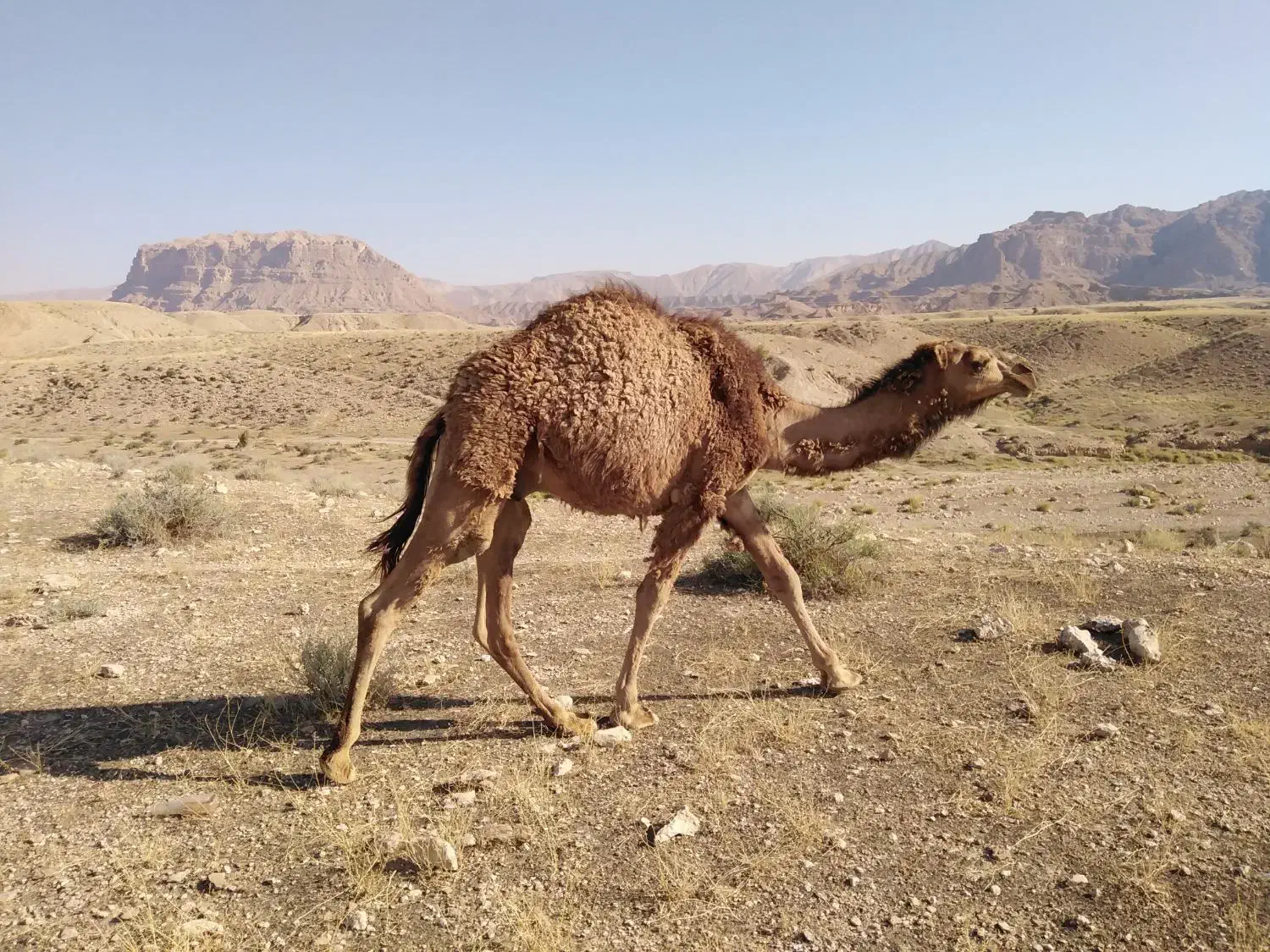 فروش شتر|حیوانات مزرعه|خور (فارس), |دیوار