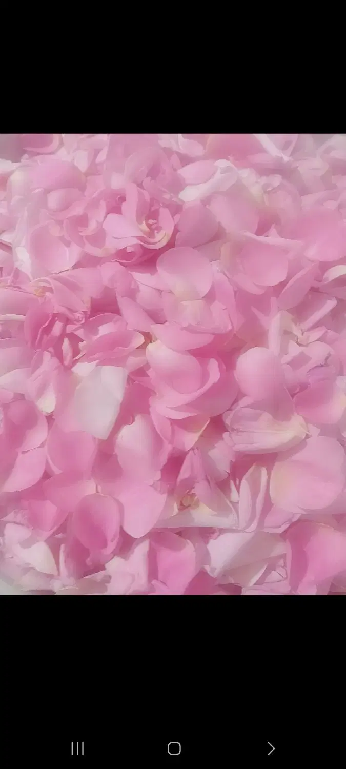 گل تازه|خوردنی و آشامیدنی|تهران, خواجه نظام الملک|دیوار